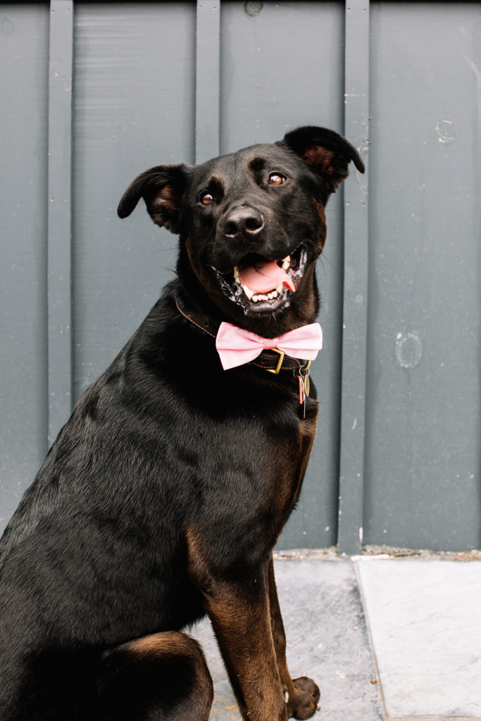Wedding Bow Tie for Dogs, The Union Studio, Photo by Kate Edwards Weddings